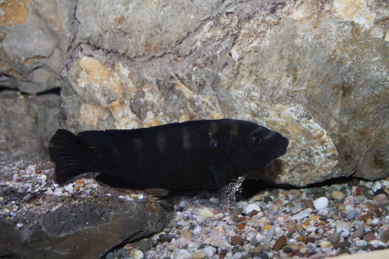 Pseudotropheus crabro